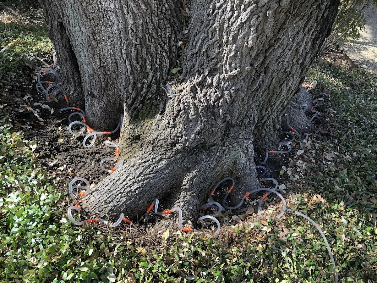 Detailed Tree Cabling and Bracing job site in Fertile
