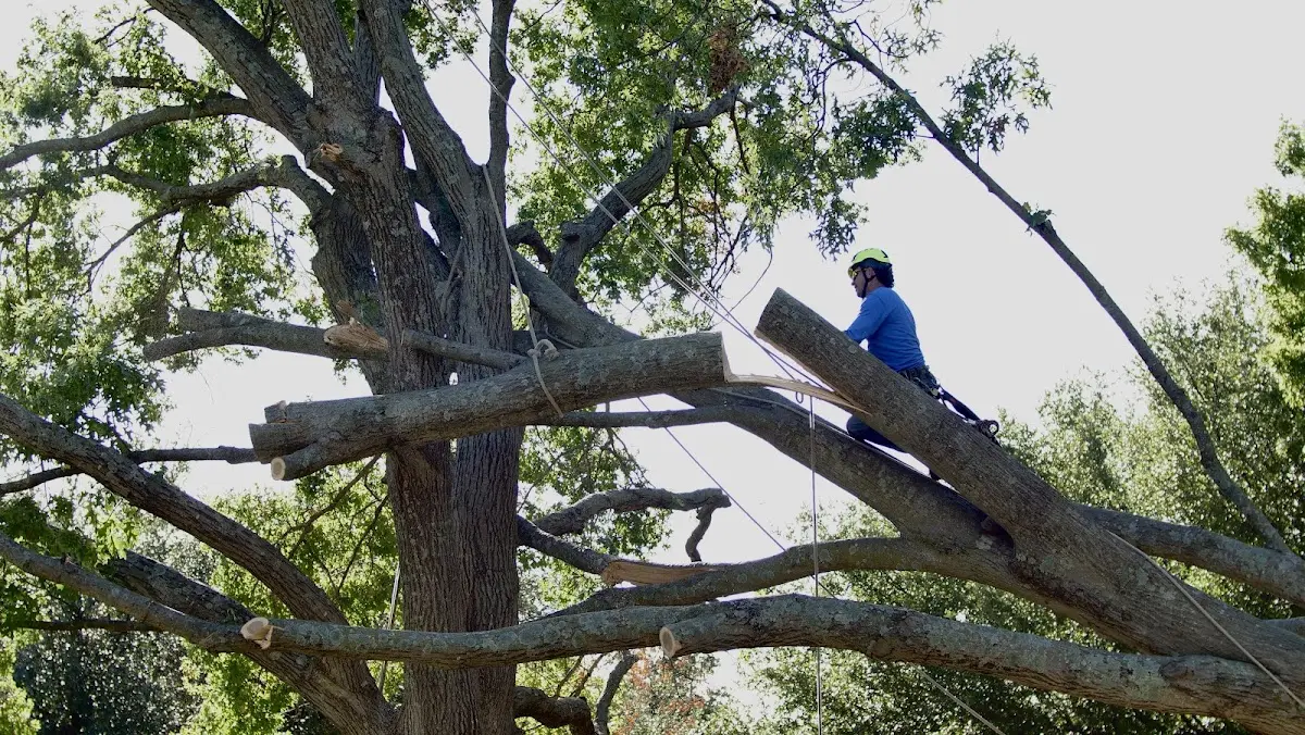Professional Hazardous Tree Removal performed by certified arborists in Fertile