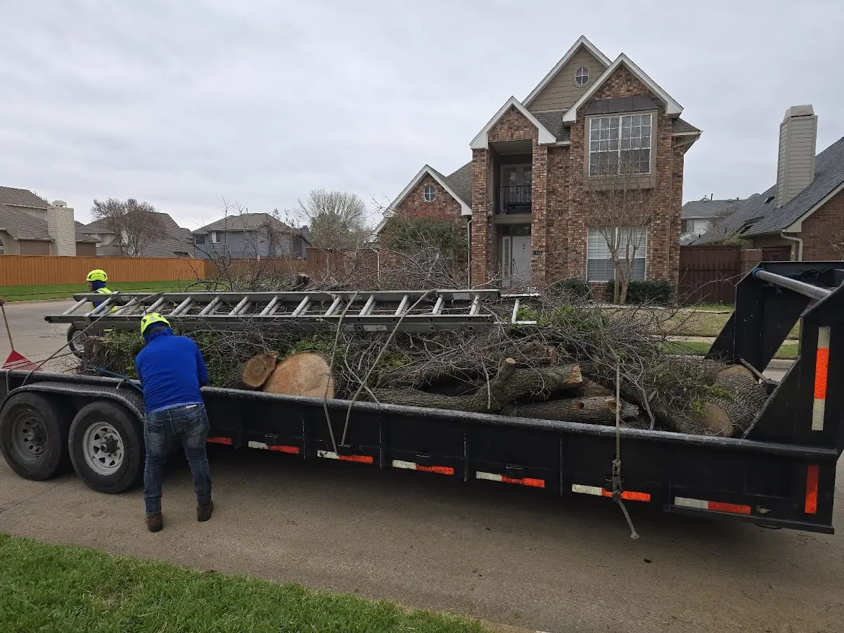 Expert Tree Removal with proper safety equipment in Fertile